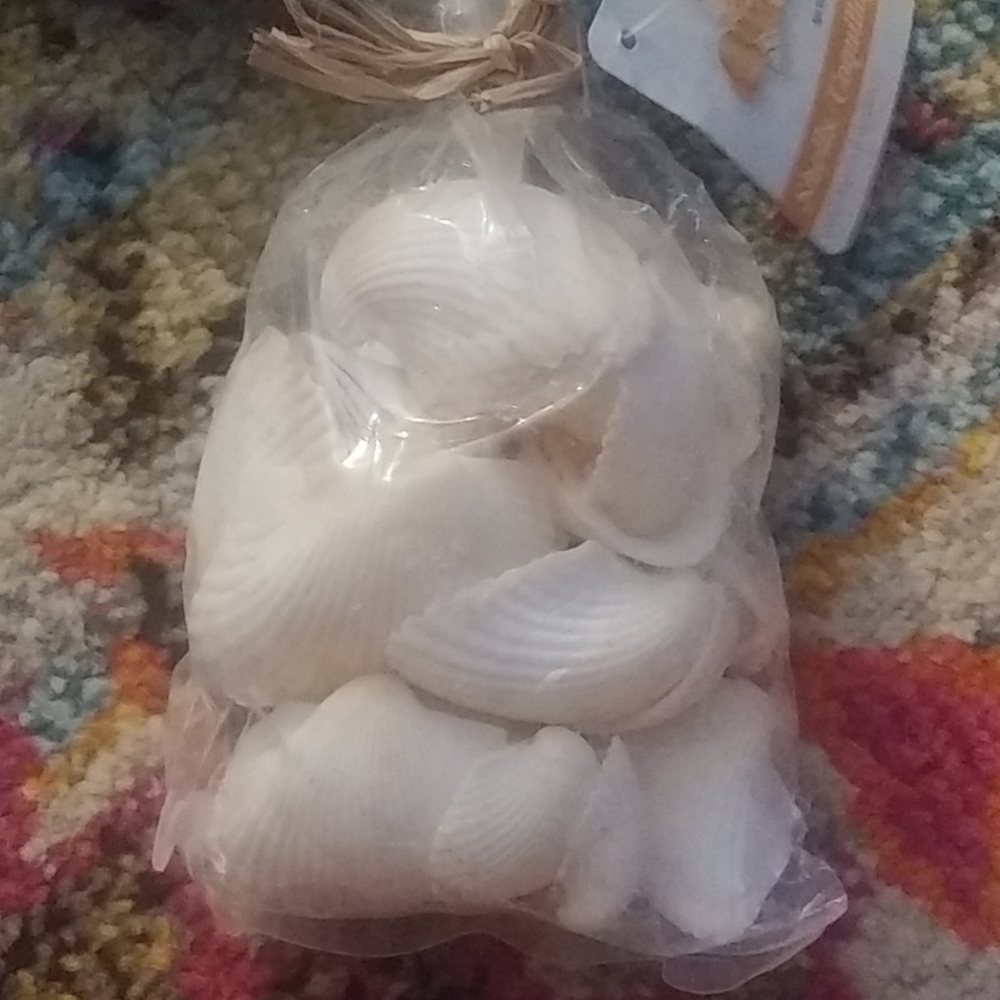 Seashells - Picture 3 of 3